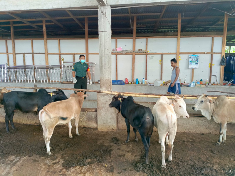 Babinsa Sertu Agung Saputro Cek Hewan Ternak Sapi di Gajah Sakti, RT 03 RW 04, Guna Cegah PMK
