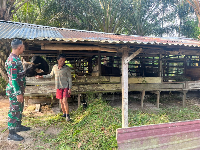 Gencar Laksanakan Pengecekkan Hewan Ternak Sapi di Kelurahan Gajah Sakti, Babinsa Pratu Hanafi Turun ke Lokasi