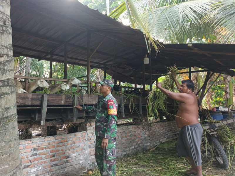 Babinsa Sertu Awaluddin, Cek Hewan Ternak Kambing Antisipasi PMK, di Desa Boncah Mahang