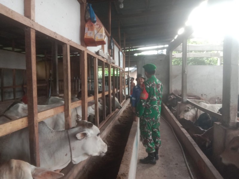 Babinsa Kopda Yusup, Cek Hewan Ternak Kambing Antisipasi PMK, di Kelurahan Gajah Sakti