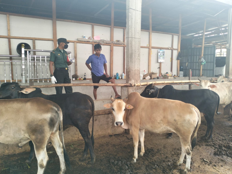 Cegah Penyebaran PMK, Babinsa Pelda Armen Melaksanakan Cek 9 Ekor Hewan Ternak Sapi di Kelurahan Gajah Sakti