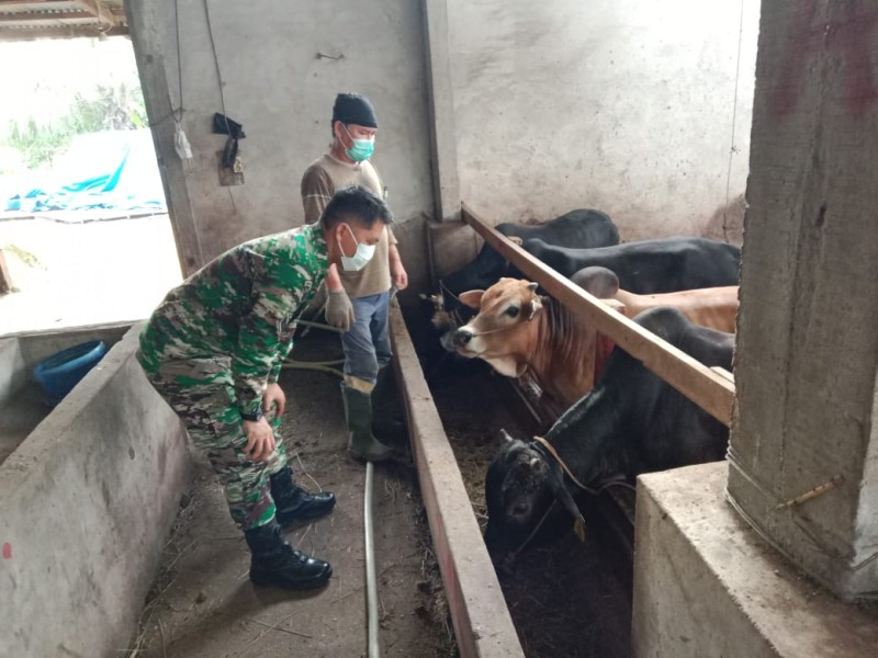 Babinsa Sertu Fikri Lakukan Cek Hewan Ternak Sapi Antisipasi Penyakit PMK, di Kelurahan Gajah Sakti, Mandau