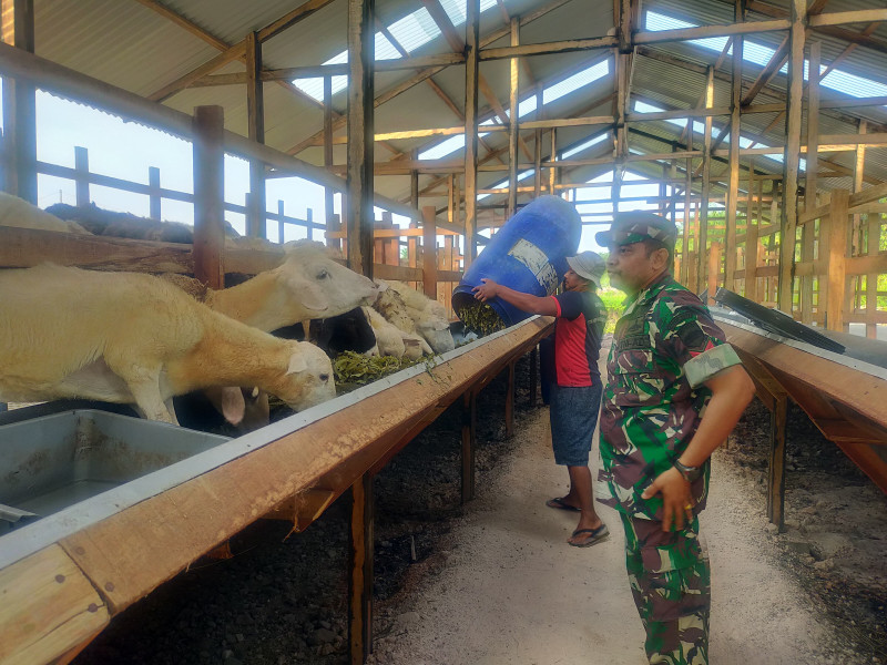 Gencar Laksanakan Pengecekkan Hewan Ternak Sapi di Desa Buluh Manis, Babinsa Koptu M. Khan Turun ke Lokasi