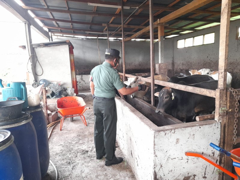 Gencar Laksanakan Pengecekkan Hewan Ternak Sapi, di Kelurahan Gajah Sakti Oleh Babinsa Serka Alinaspi