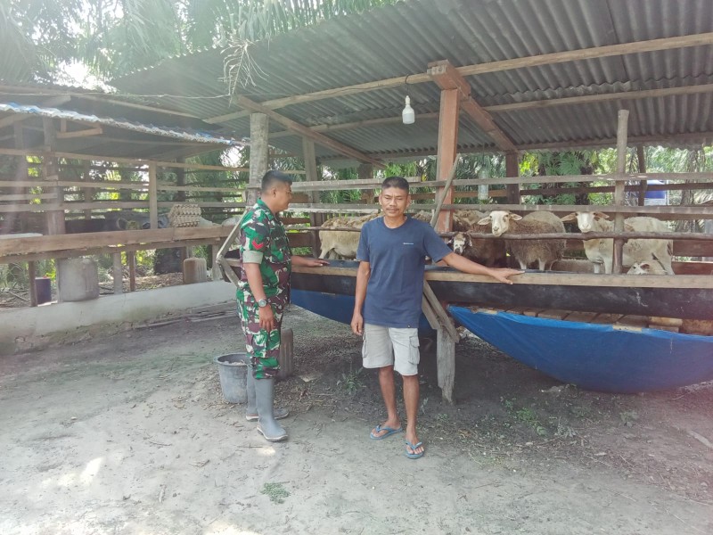 Babinsa Koptu Ade Kurniawan, Cek Hewan Ternak Sapi Antisipasi PMK, di Desa Balai Pungut