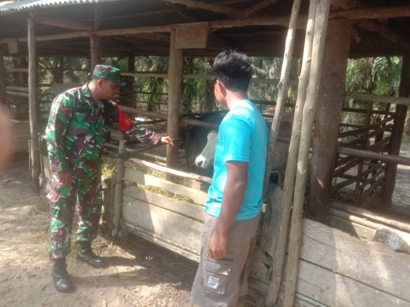 Babinsa Kopda S. Nasution Laksanakan Pengecekkan Hewan Ternak Sapi di Desa Tasik Serai, Talang Muandau