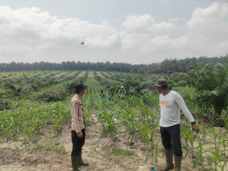 Perawatan Program Ketahanan Pangan jagung pipil Oleh Bhabinkamtibmas Polsek Mandau, Desa Bathin Betuah
