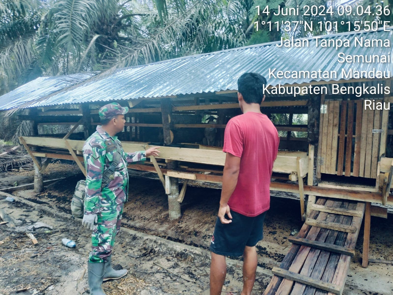 Babinsa Serda AT. Silaban Cek Hewan Ternak Kambing di Desa Semunai, Guna Cegah PMK