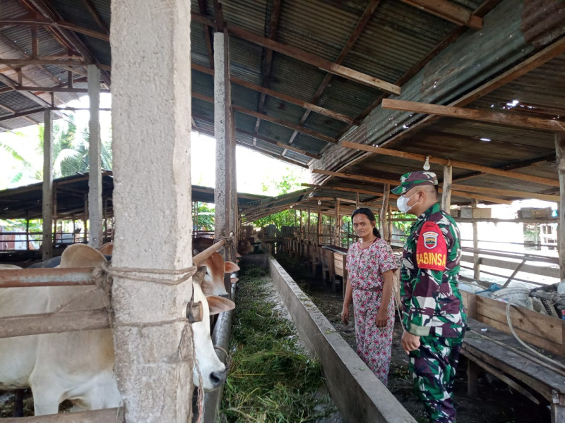 Gencar Laksanakan Pengecekkan Hewan Ternak Sapi di Desa Tasik Tebung Serai, Babinsa Kopda Samsosir Turun ke Lokasi