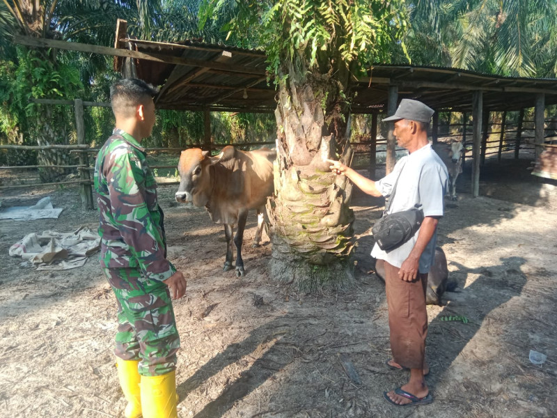 Babinsa Serda M. Fikri Laksanakan Pengecekkan Hewan Ternak Sapi di Desa Tasik Serai Timur