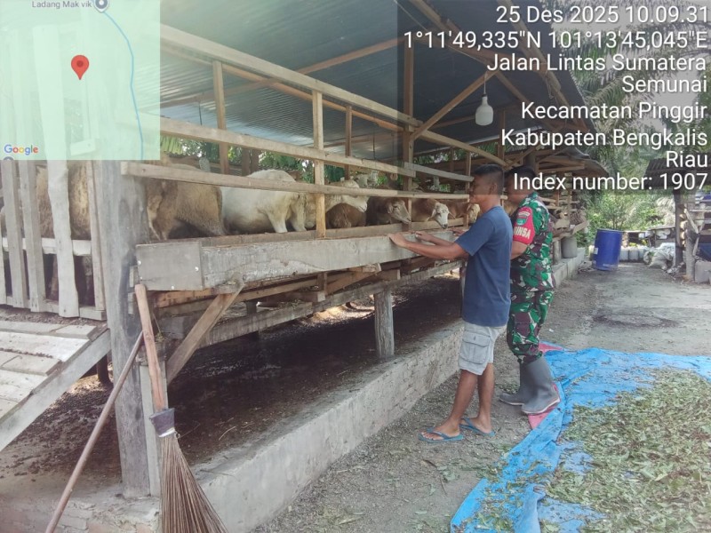 Babinsa Koptu Ade Kurniawan, Lakukan Cek Hewan Ternak Kambing Antisipasi Penyakit PMK, di Desa Pinggir