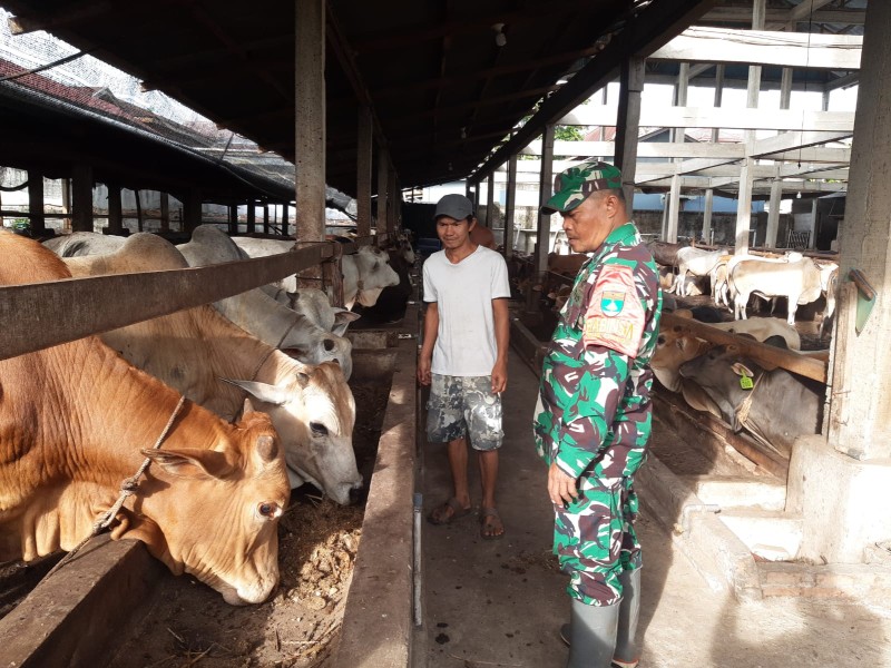 Babinsa Serma N. Saragih., Lakukan Cek Hewan Ternak Sapi Antisipasi Penyakit PMK, di Gajah Sakti