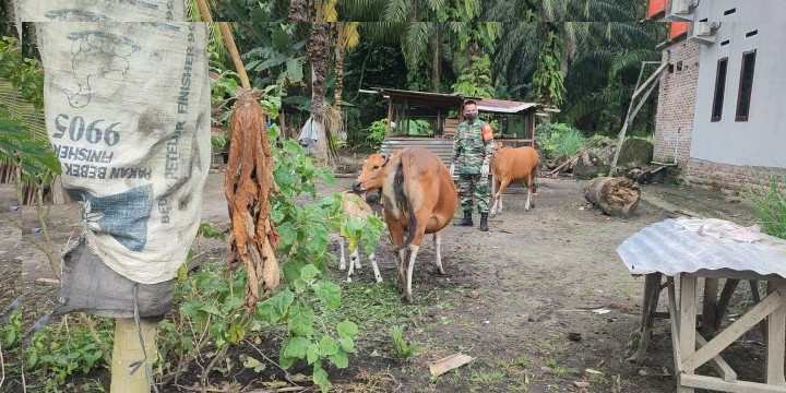 Cegah Penyebaran PMK, Babinsa Serda Awaluddin Laksanakan Patroli di Desa Boncah Mahang