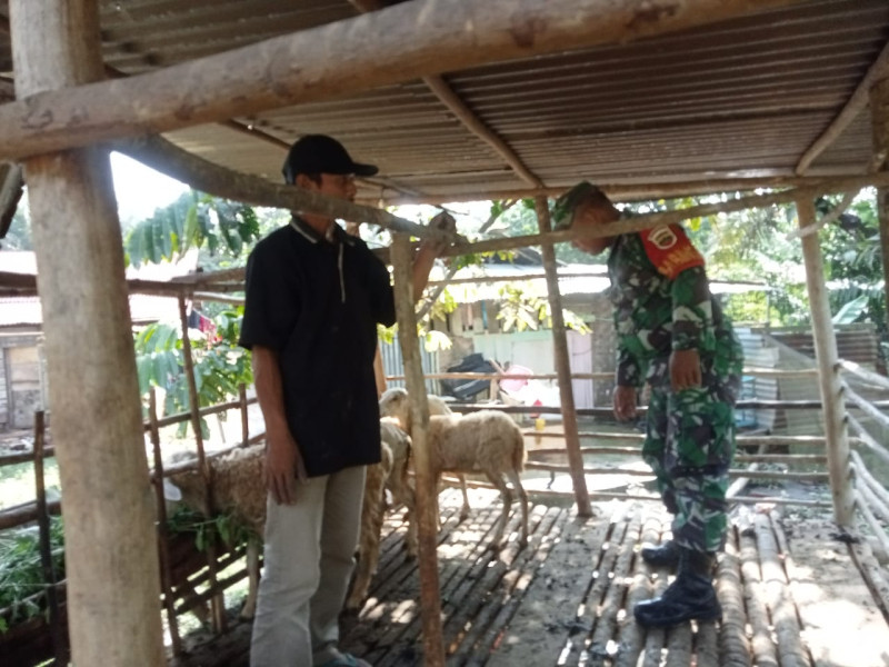 Babinsa Sertu P. Sinaga Cek Hewan Ternak Kambing di Desa Muara Basung, RT 04 RW 04, Guna Cegah PMK