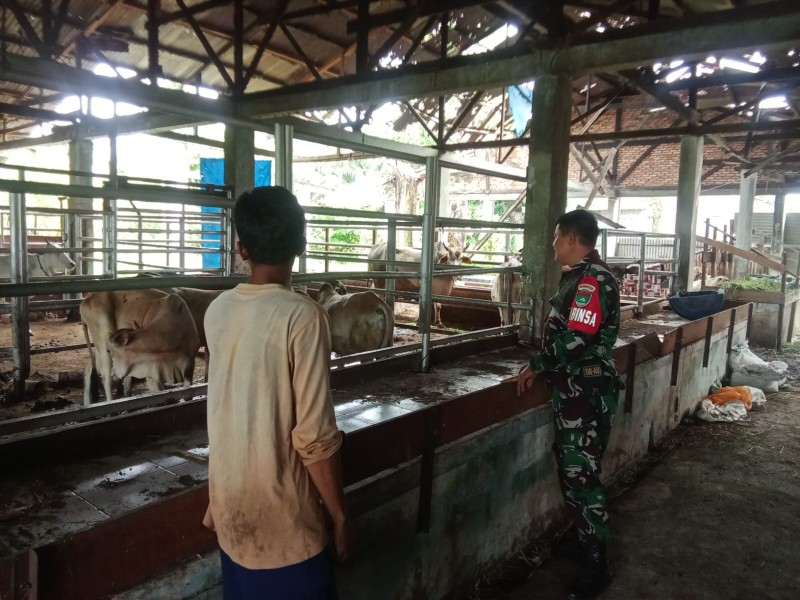 Babinsa Koptu Ade Kurniawan Lakukan Cek Hewan Ternak Sapi Antisipasi Penyakit PMK, di Kelurahan Duri Barat Babinsa Koptu Ade Kurniawan Lakukan Cek Hewan Ternak Sapi Antisipasi Penyakit PMK, di Kelurahan Duri Barat