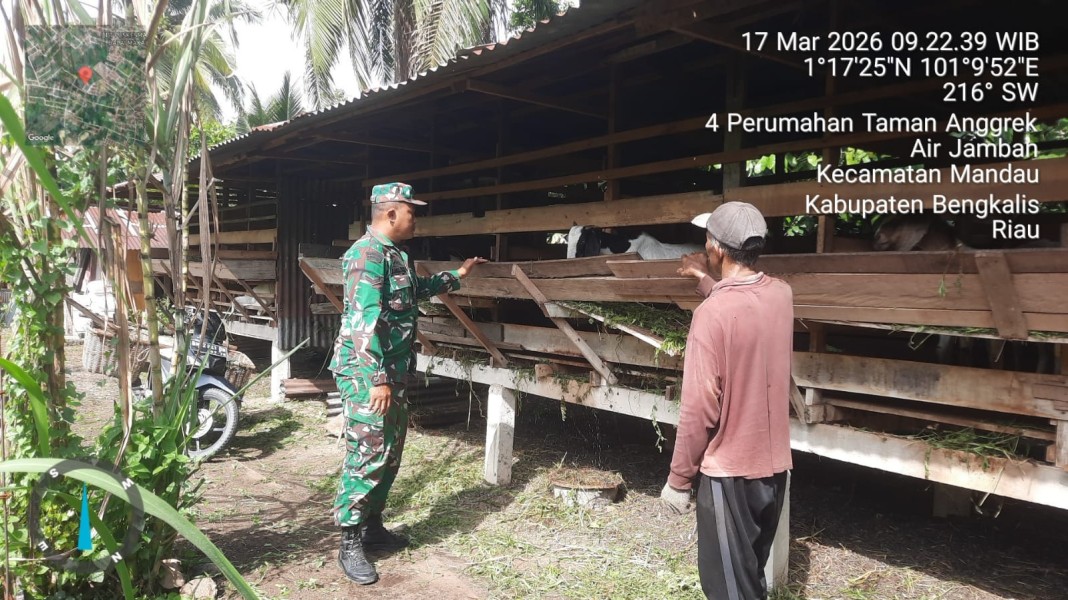 Babinsa Sertu Ahmad Junaidi, Cek Hewan Ternak Kambing Antisipasi PMK, di Air Jamban