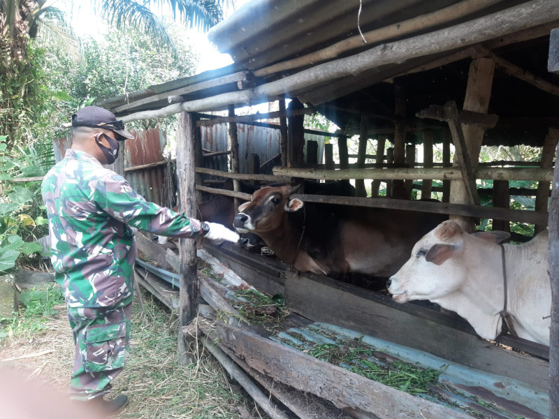 Cegah Penyebaran PMK, Babinsa Serka N. Saragih  Melaksanakan Cek 12 Ekor Hewan Ternak Kambing di Desa Pinggir