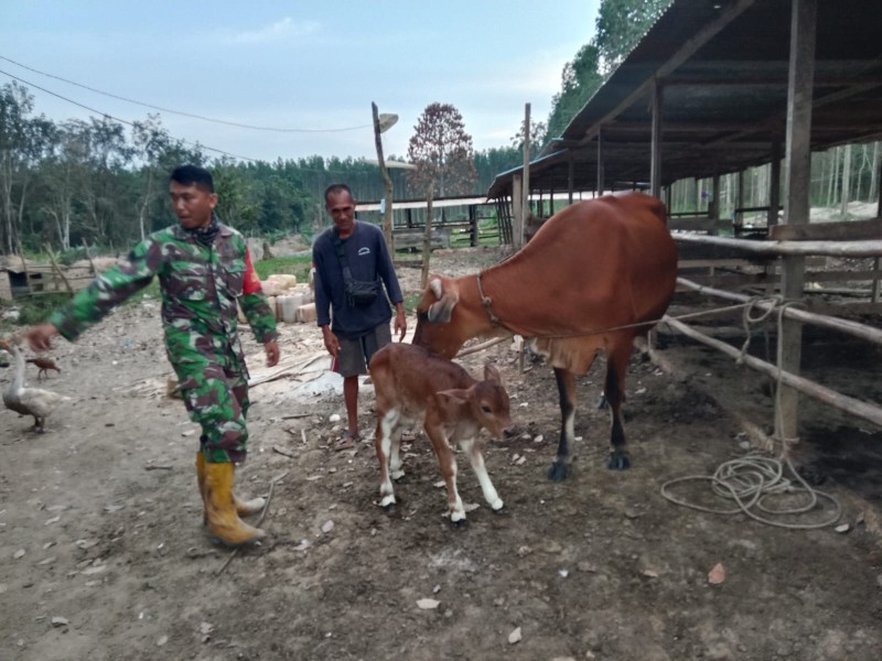 Gencar Laksanakan Pengecekkan Hewan Ternak kambing, di Desa Tasik Serai, Babinsa Sertu M. Fikri Cek Lokasi