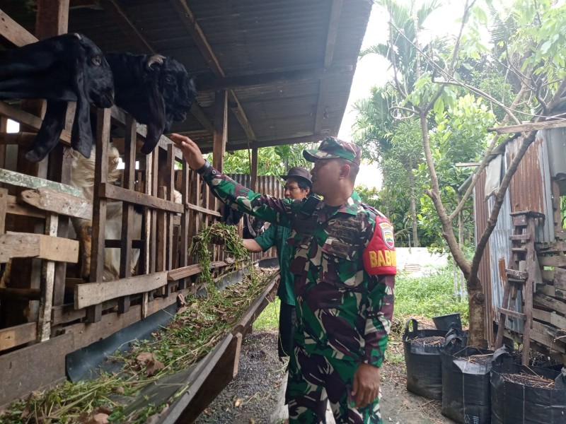 Babinsa Serda Zulkarnain Lakukan Cek Hewan Ternak Kambing Antisipasi Penyakit PMK, di Desa Simpang Padang