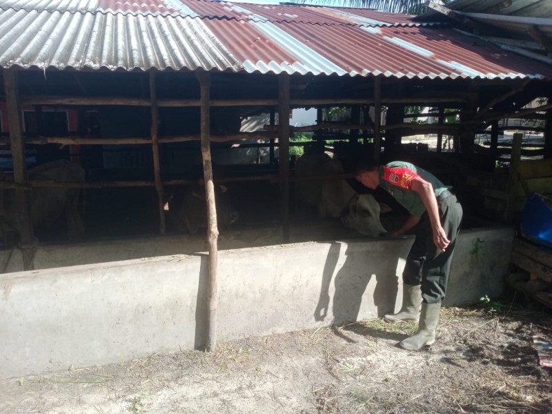 Gencar Laksanakan Pengecekkan Hewan Ternak Sapi, di Desa Sebangar, Kecamatan Bathin Solapan, Oleh Sertu Sutiman