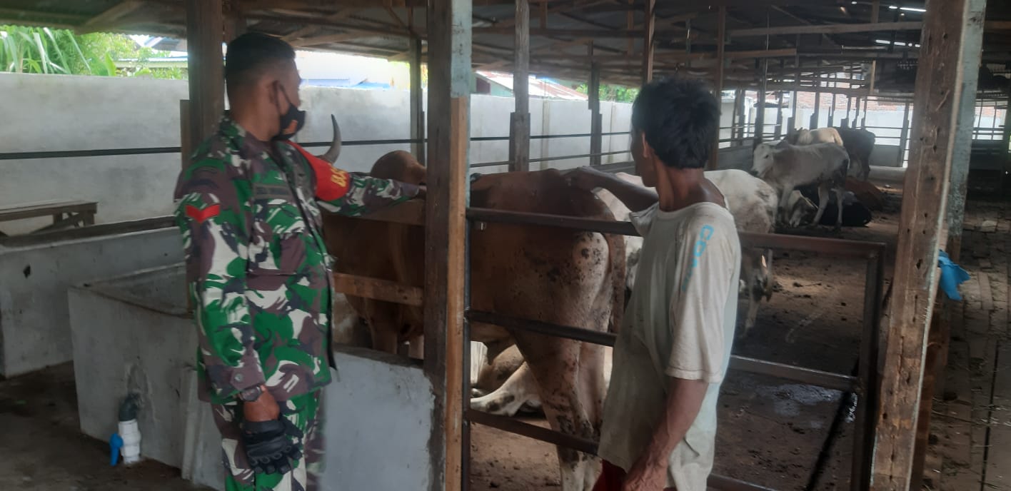 Cegah Penyebaran PMK di Desa Simpang Padang Babinsa Kopda Dedi Swarman Lakukan Patroli