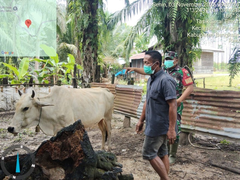 Babinsa Koptu P. Samosir, Lakukan Cek Hewan Ternak Sapi Antisipasi Penyakit PMK, di Desa Tasik Tebing Serai
