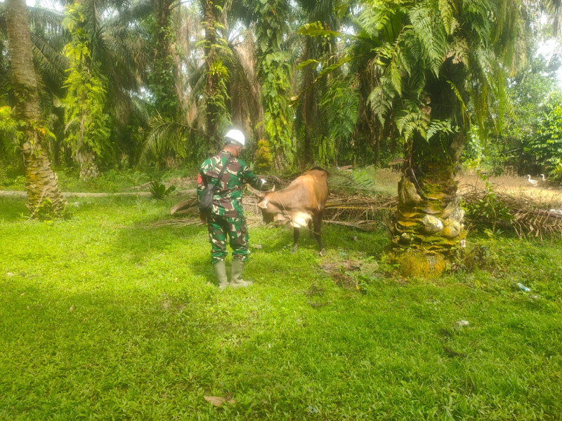 Upaya Cegah Penyebaran PMK, Babinsa Kopda Bambang Cek 5 Ekor Hewan Ternak Sapi di Desa Sungai Meranti