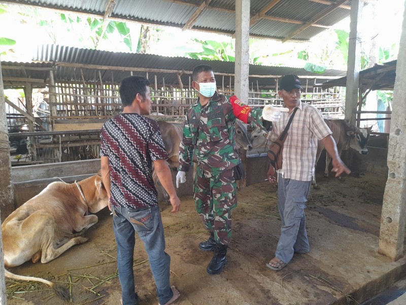 Upayakan Cegah Penyebaran PMK di Kelurahan Air Jamban, Babinsa Pelda Amiruddin Lakukan Patroli