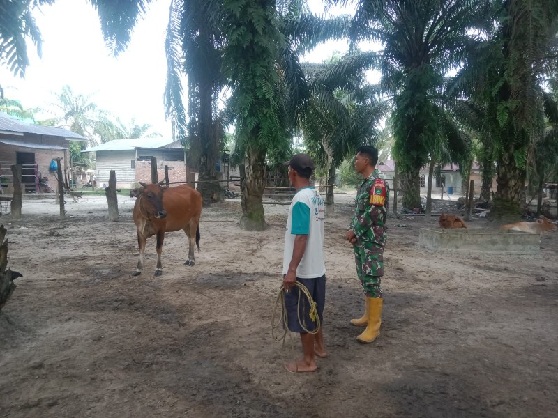 Babinsa Koptu Ade Kurniawan, Lakukan Cek Hewan Ternak Sapi Antisipasi Penyakit PMK, di kelurahan Gajah Sakti