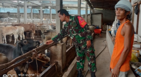 Gencar Laksanakan Pengecekkan Hewan Ternak Sapi di RT 2 RW 5 kelurahan Gajah Sakti, Babinsa Sertu Junaidi Cek Lokasi