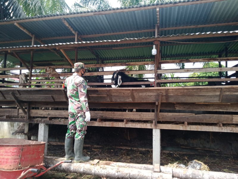 Cegah Penyebaran PMK, Babinsa Serma Suprapto Melaksanakan Cek 11 Ekor Hewan Ternak Kambing di Kelurahan Gajah Sakti