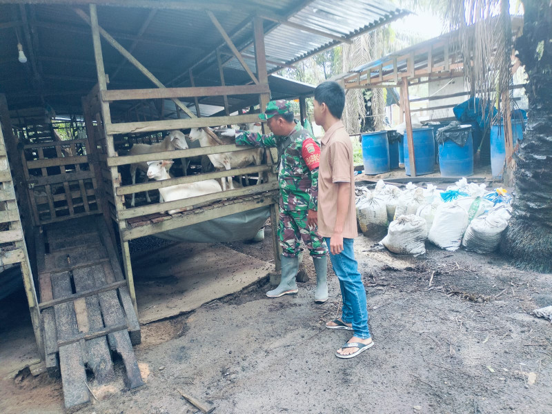 Gencar Laksanakan Pengecekkan Hewan Ternak Sapi di Desa Buluh Apo, Babinsa Sertu AT. Silaban Turun ke Lokasi