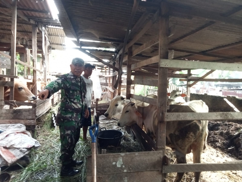Cegah Penyebaran PMK, Babinsa Sertu P. Sinaga Melaksanakan Cek 8 Ekor Hewan Ternak Sapi di RT 07 RW 11 Gajah Sakti