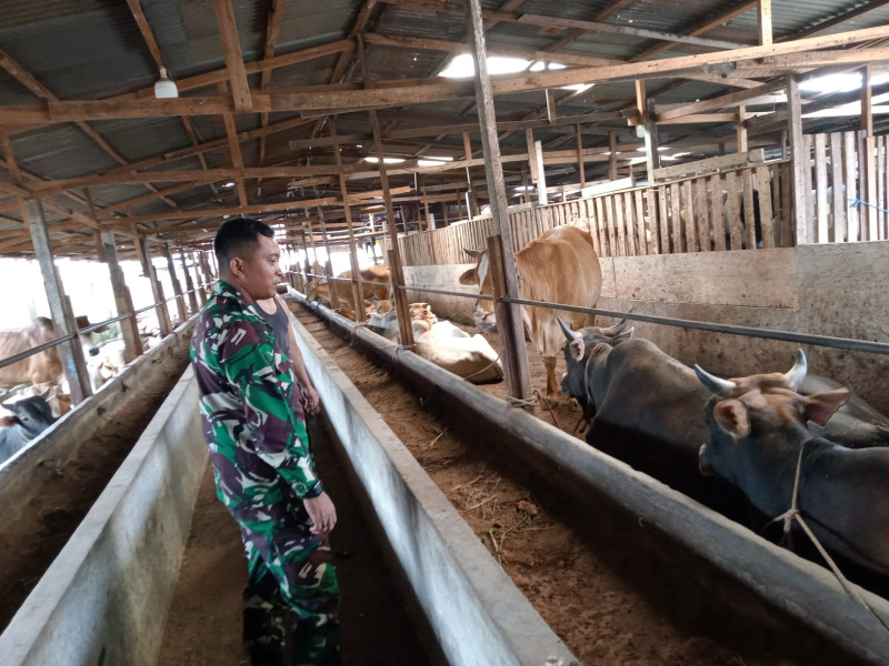 Gencar Laksanakan Pengecekkan Hewan Ternak Sapi, di Desa Simpang Padang, Babinsa Serda Zulkarnaen Cek Lokasi