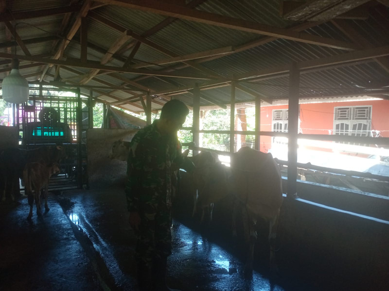 Babinsa Sertu Sutiman Laksanakan Pengecekkan Hewan Ternak Kambing di Dusun Talang Joneh