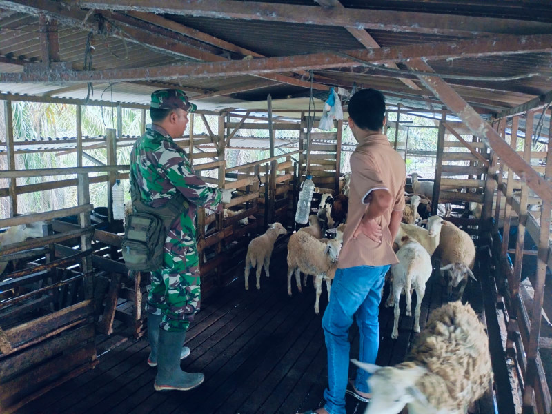 Gencar Laksanakan Pengecekkan Hewan Ternak Sapi di Desa Buluh Apo, Babinsa Serda AT. Silaban Turun ke Lokasi