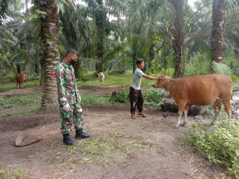 Upaya Cegah Penyebaran PMK, Babinsa Sertu Srikusyahandoko Cek 6 Ekor Hewan Ternak Sapi di Desa Air Kulim