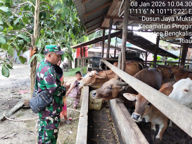 Babinsa Sertu AT. Silaban Lakukan Cek Hewan Ternak Sapi Antisipasi Penyakit PMK, di Dusun Jaya Mukti
