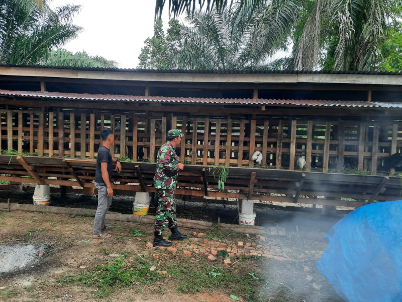 Giat Cegah Penyebaran PMK, Babinsa Praka Alif Alfindo Cek 20 Ekor Hewan Ternak Kambing di RT 07 RW 20 Air Jamban