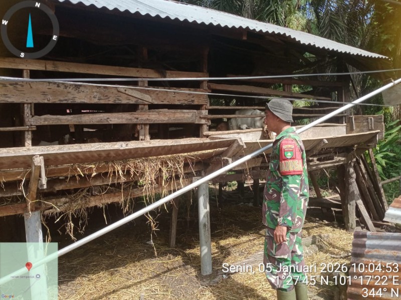 Babinsa Sertu Sutiman Lakukan Cek Hewan Ternak Sapi Antisipasi Penyakit PMK, di Desa Sebangar, Kecamatan Bathin Solapan