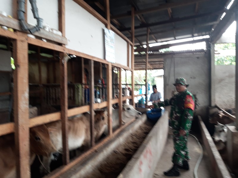 Gencar Laksanakan Pengecekkan Hewan Ternak Sapi, di kelurahan Gajah Sakti, Kecamatan Mandau, Oleh Serka N. Saragih
