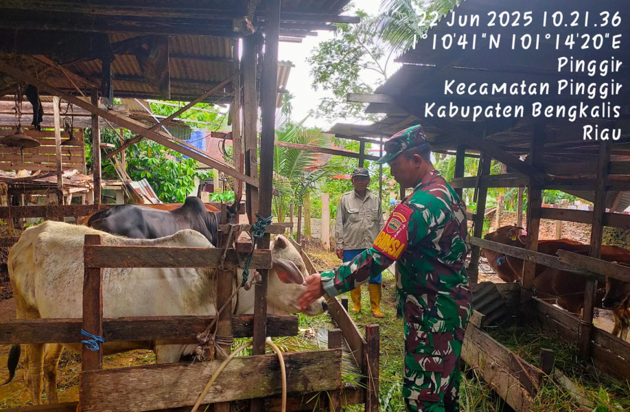 Gencar Laksanakan Pengecekkan Hewan Ternak Sapi di Dusun Kayu Kapur Desa Pinggir, Babinsa Koptu Bambang Cek Lokasi