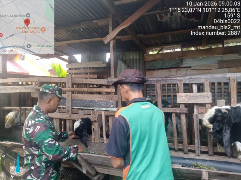 Babinsa Serda Zulkarnain Lakukan Cek Hewan Ternak Kambing Antisipasi Penyakit PMK, di Kelurahan Gajah Sakti