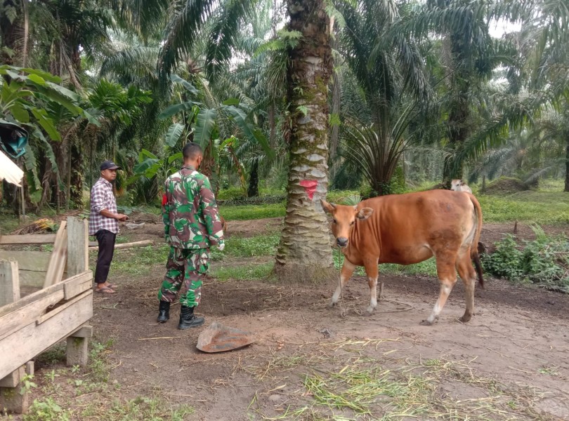 Babinsa Sertu Srikusyahandoko Lakukan Cek Hewan Ternak Spai Antisipasi Penyakit PMK, di Desa Air Kulim
