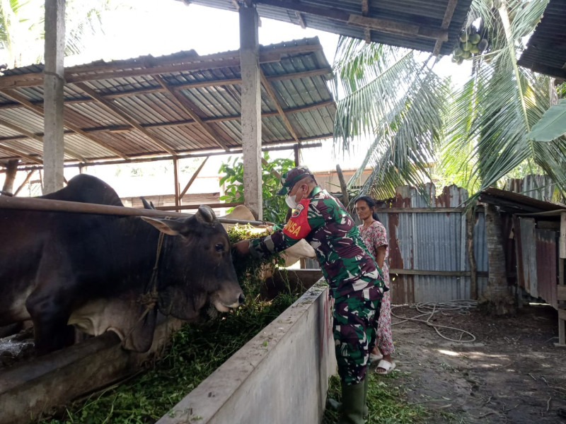 Gencar Laksanakan Pengecekkan Hewan Ternak Sapi di Tasik Tebing Serai, Babinsa Kopda P. Samosir Turun ke Lokasi
