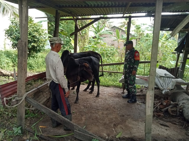 Cegah Penyebaran PMK, Babinsa Sertu P. Sinaga Melaksanakan Cek 2 Ekor Hewan Ternak Sapi RT 07 RW 11 di Gajah Sakti