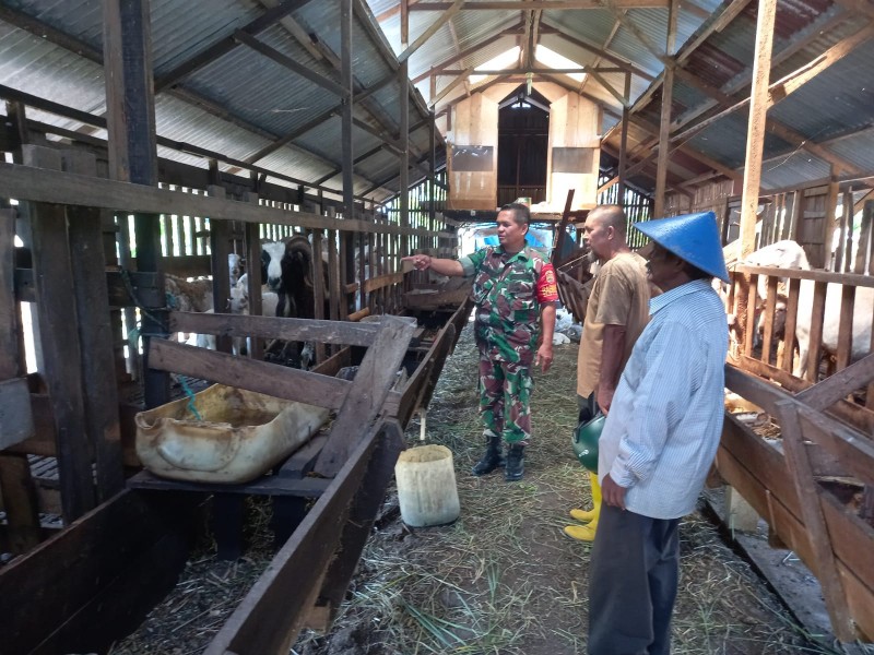 Babinsa Serka Fauzi Maksimalkan Upaya Pencegahan PMK di Petani