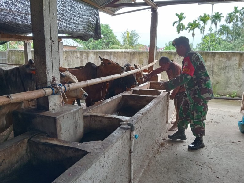 Babinsa Serda Z. Panjaitan, Cek Hewan Ternak Sapi Antisipasi PMK, di Kelurahan Gajah Sakti