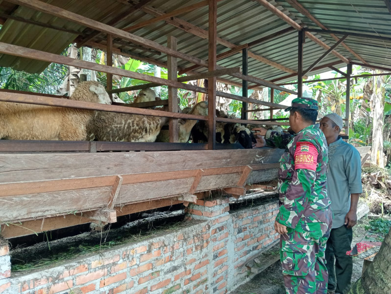 Cegah Penyebaran PMK, Babinsa Serda Z. Panjaitan Khan Melaksanakan Cek 8 Ekor Hewan Ternak Kambing di Titian Antui