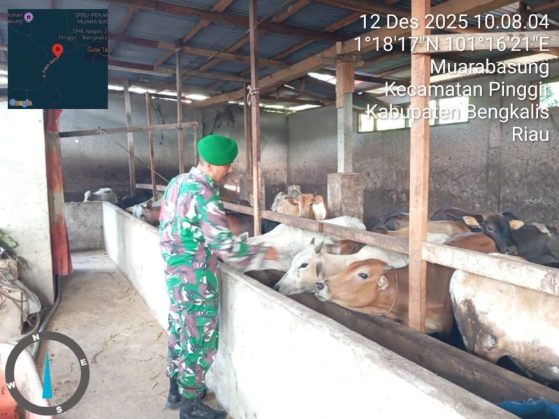 Babinsa Pelda Suprapto, Lakukan Cek Hewan Ternak Sapi Antisipasi Penyakit PMK, di Desa Muara Basung